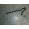   [GYÁRI BONTOTT] BMW - HIDRAULIKA CSŐ - 1-ES - /E82/E88/; 3-AS -/E90+LCI/E91+LCI/E92+LCI/E93+LCI/ -| 6776882 |